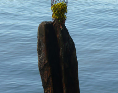 Rheininsel Nonnenau bei Ginsheim (19.04.2009) Matthias Harnisch * Kunst und Natur