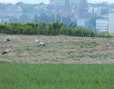 25.05.2020  Die Mahdsaison beginnt: Storchenversammlung auf einer... / The mowing season starts: white storks gathering on one... Matthias Harnisch * Kunst & Natur
