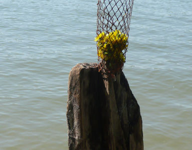 Rheininsel Nonnenau bei Ginsheim (19.04.2009) Matthias Harnisch * Kunst und Natur