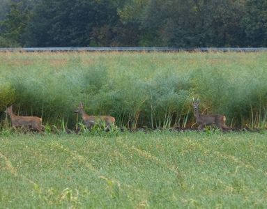 27.09.2020  Und die Rehe sind auch noch da / And the roe deer are still there, too  Matthias Harnisch * Kunst & Natur