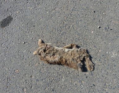 31.07.2020  Tod... (Totes Kaninchen auf dem Feldweg) / Death... (Dead rabbit on the country lane) Matthias Harnisch * Kunst & Natur