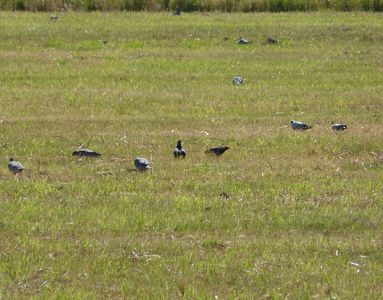 06.06.2020  ...Tauben auf der Wiese... / ...pigeons on the meadow... Matthias Harnisch * Kunst & Natur