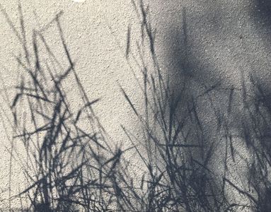 25.06.2020  Des Gärtners und des Landwirts Freund: Schattentanz der Quecken / Gardener's and farmer's friend: shadow dance of the couch grass Matthias Harnisch * Kunst & Natur
