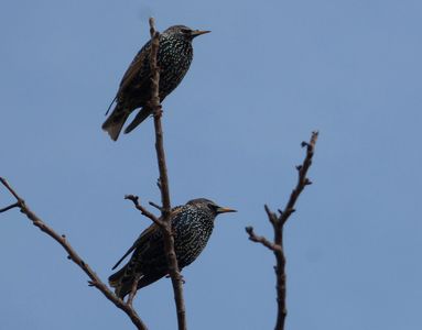 16.02.2021  Frühling in der Luft: Zwei Stare im Baumwipfel / Spring in the air: Two starlings in a treetop Matthias Harnisch * Kunst & Natur