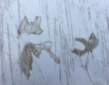 Vogesen, bei Orbey (05.01.2017) Matthias Harnisch * Kunst und Natur