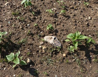 07.06.2020  ...und dieser Pantoffel im Sonnenblumenfeld ist auch nicht von mir / ...neither is this slipper in the sunflower field Matthias Harnisch * Kunst & Natur