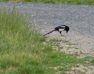 15.06.2020  Heute ist der Tag der Vögel auf dem Feldweg: Die Elster... / Today's the day of the birds on the country lane: the magpie... Matthias Harnisch * Kunst & Natur