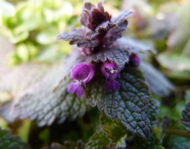22.02.2021  Frühe Blüten: Purpurrote Taubnessel am Wegrand / Early flowers: purple dead-nettle at the wayside Matthias Harnisch * Kunst & Natur