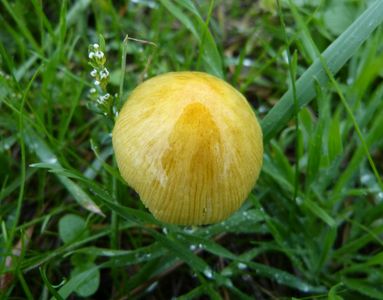 01.11.2020  Gold-Mistpilz auf einem Grasweg nahe der Wiese / Yellow fieldcap mushroom on a grass-way near the meadow Matthias Harnisch * Kunst & Natur