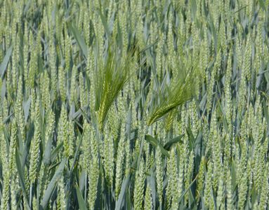 28.05.2020  Einige Gerstenähren im Weizenmeer / Some barley ears in a sea of wheat Matthias Harnisch * Kunst & Natur