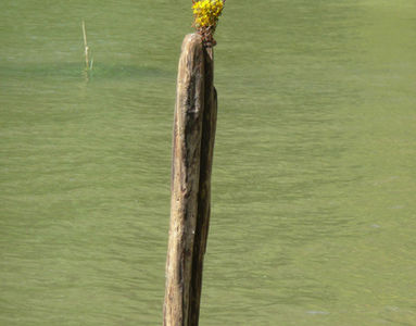 Rheininsel Nonnenau bei Ginsheim (19.04.2009) Matthias Harnisch * Kunst und Natur