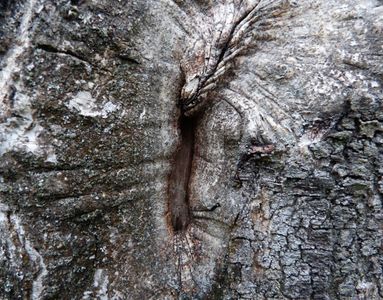 01.11.2020  Eine Birke am Wegesrand / A birch tree at the wayside Matthias Harnisch * Kunst & Natur