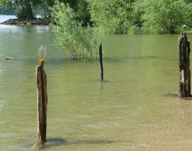 Rheininsel Nonnenau bei Ginsheim (19.04.2009) Matthias Harnisch * Kunst und Natur