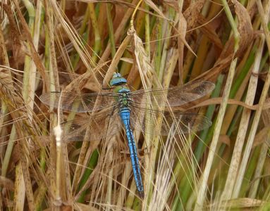 28.06.2020  Eine Königslibelle im Gerstenfeld / An emperor dragonfly in the barley field Matthias Harnisch * Kunst & Natur