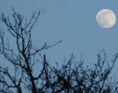 25.02.2021  ...und Mond gleichzeitig am Himmel / ...and the moon at the same time in the sky Matthias Harnisch * Kunst & Natur