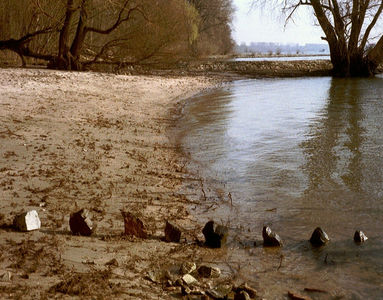 Rheininsel Nonnenau bei Ginsheim (23.03.2003) Matthias Harnisch * Kunst und Natur