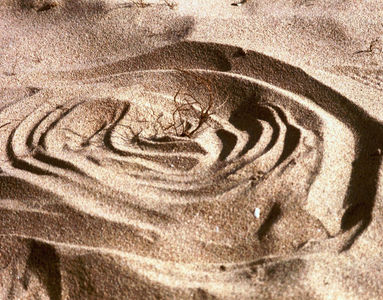 Rheininsel Nonnenau bei Ginsheim (23.03.2003) Matthias Harnisch * Kunst und Natur