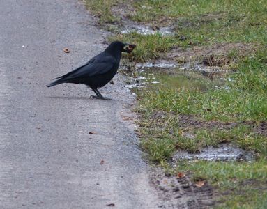 27.01.2021  Schwarz (Rabenkrähe)... / Black (carrion crow)... Matthias Harnisch * Kunst & Natur