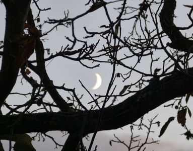 19.11.2020  Ein zunehmender Mond im Walnussbaumgeäst / A waxing moon in walnut boughs Matthias Harnisch * Kunst & Natur