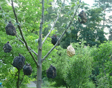 Mit falschen Früchten für die Kirchenkunstaktion "Paradies" (11.06.2010) Matthias Harnisch Kunst
