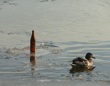 Mainz-Kastel, Rheinufer (12.02.2012) Matthias Harnisch * Kunst und Natur