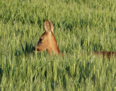 21.05.2020 Aber dieses Reh im Gerstenfeld ist quicklebendig / But this roe in the barley field is quite alive Matthias Harnisch * Kunst & Natur